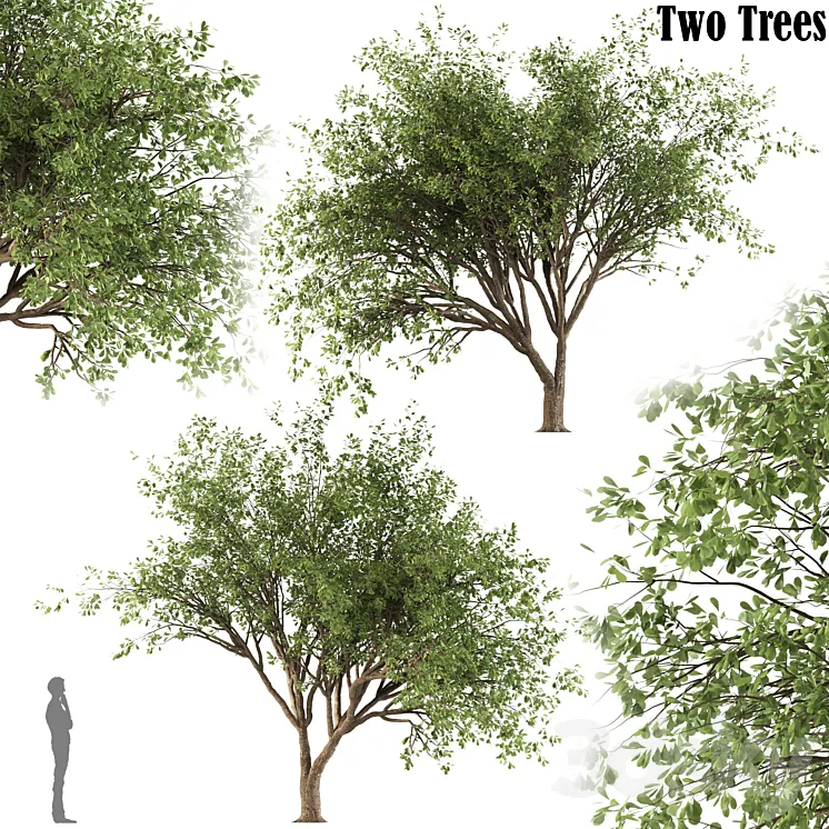 Chinese Stewartia tree (two trees) 3D Model Free