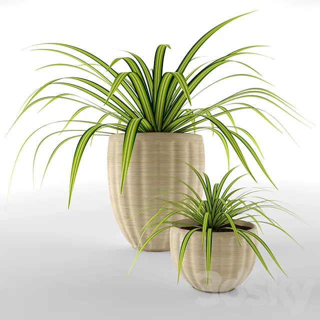 Chlorophitum in pots Free Download