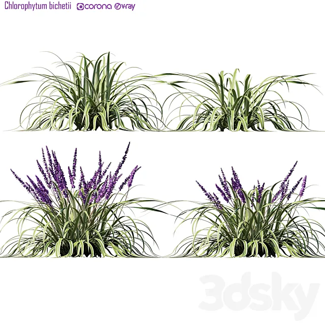 Chlorophytum bichetii 3D Model