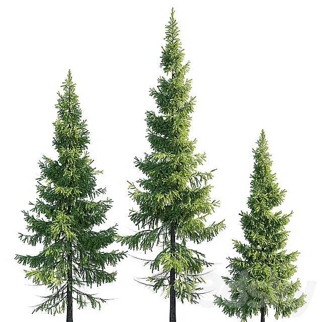 Christmas trees 3DModel