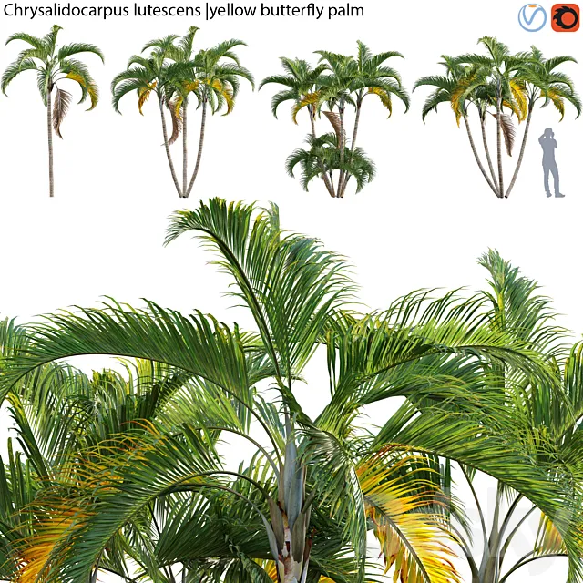 Chrysalidocarpus lutescens - yellow butterfly palm - 01 3D Model