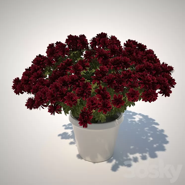 Chrysanthemum 3D Model
