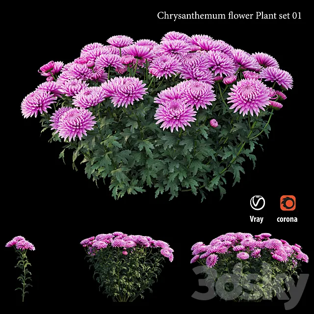 Chrysanthemum flower plant set 01 3D Model