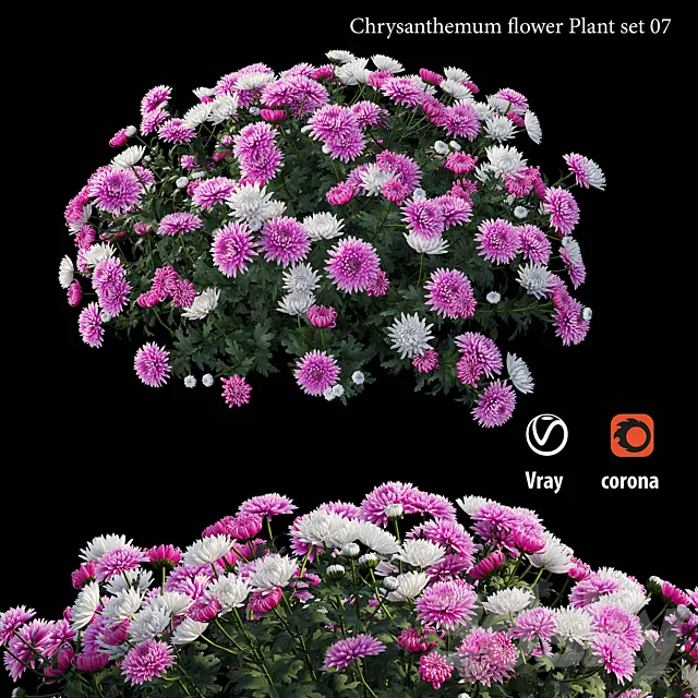 Chrysanthemum flower plant set 07 3D Model