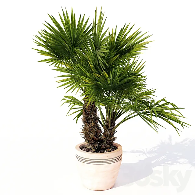 Chuniophoenix_hainanensis_03 Free Download