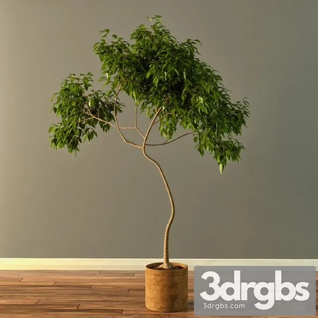 Claypot Tree Free Download