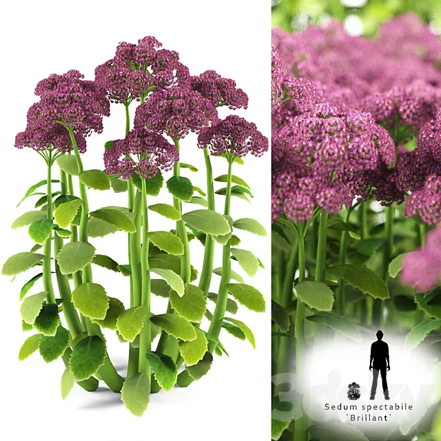 Cleansing visible | Sedum spectabile `Brillant` 3DModel