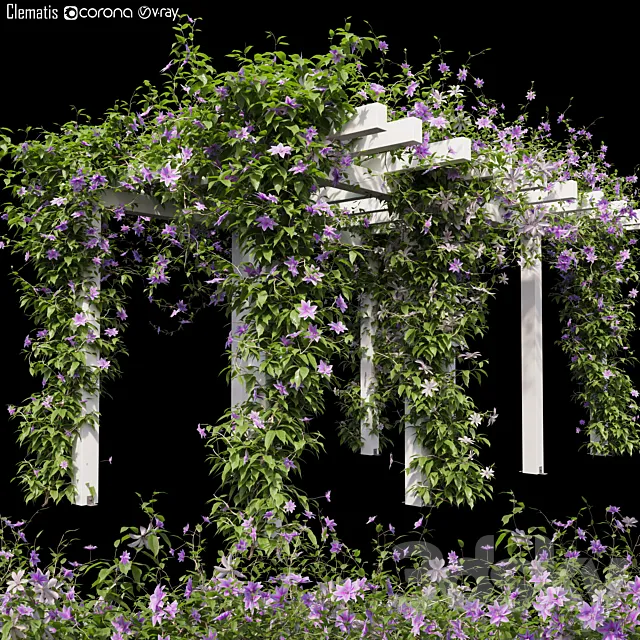 Clematis 03 3DModel