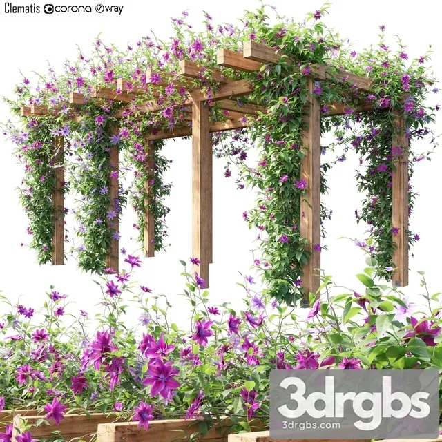Clematis 04 3D Model Download