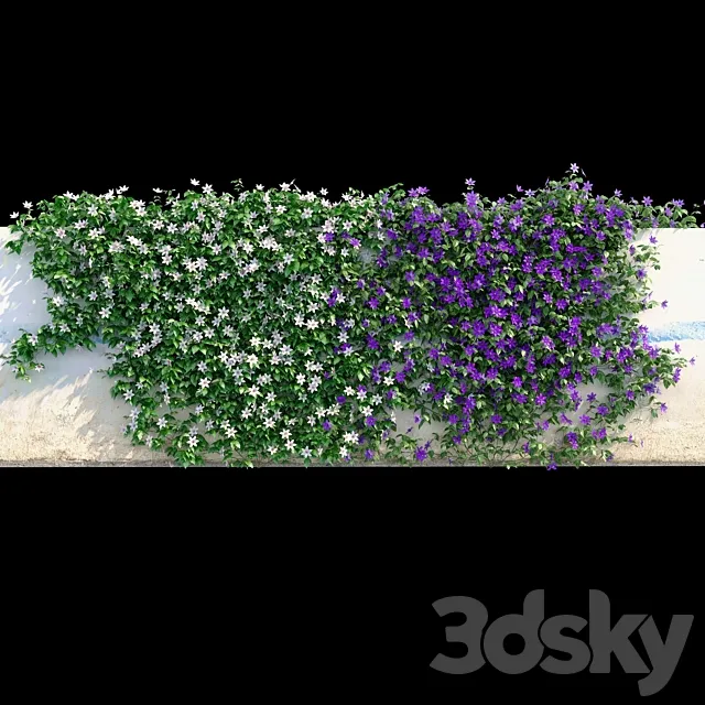 Clematis on the wall 3D Model