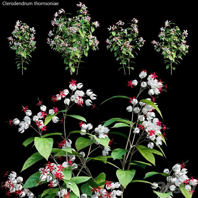 Clerodendrum 01 3D Model