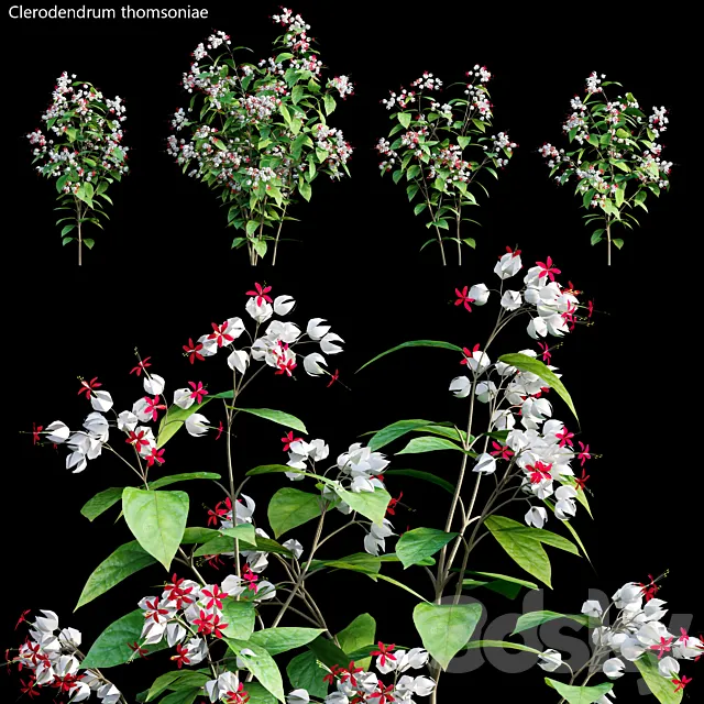 Clerodendrum 01 Free Download