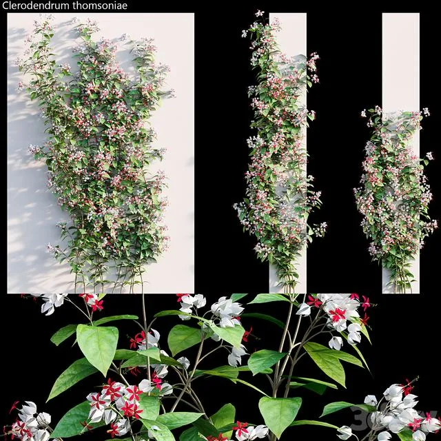 Clerodendrum 02 3D Model