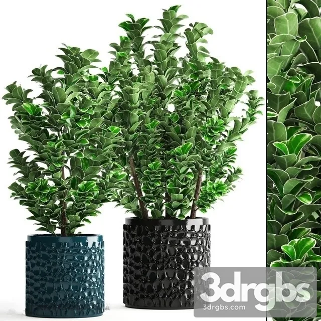 Cleyera Japonica 3D Model Free