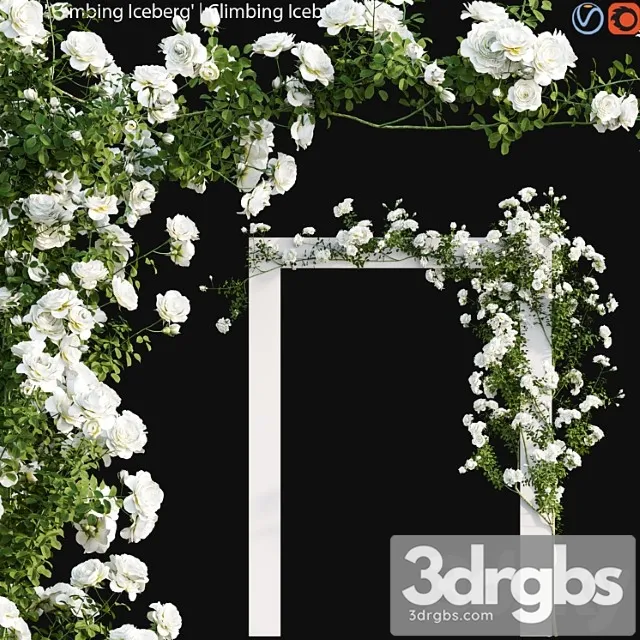 Climbing iceberg rose 01