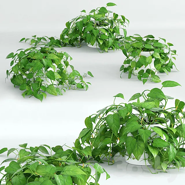 Climbing plant 1 3DModel