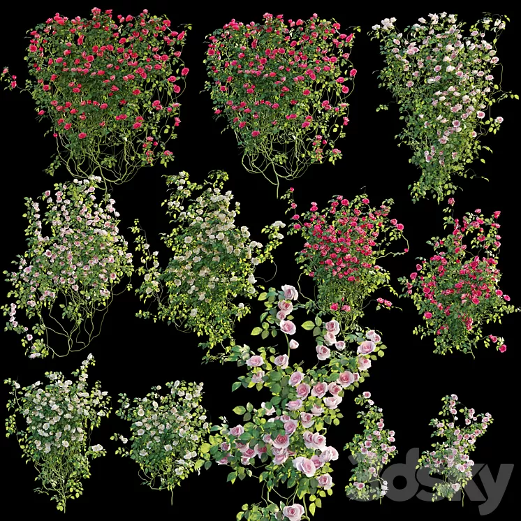 Climbing rose 3D Model