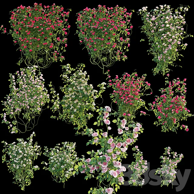 Climbing rose 3DModel