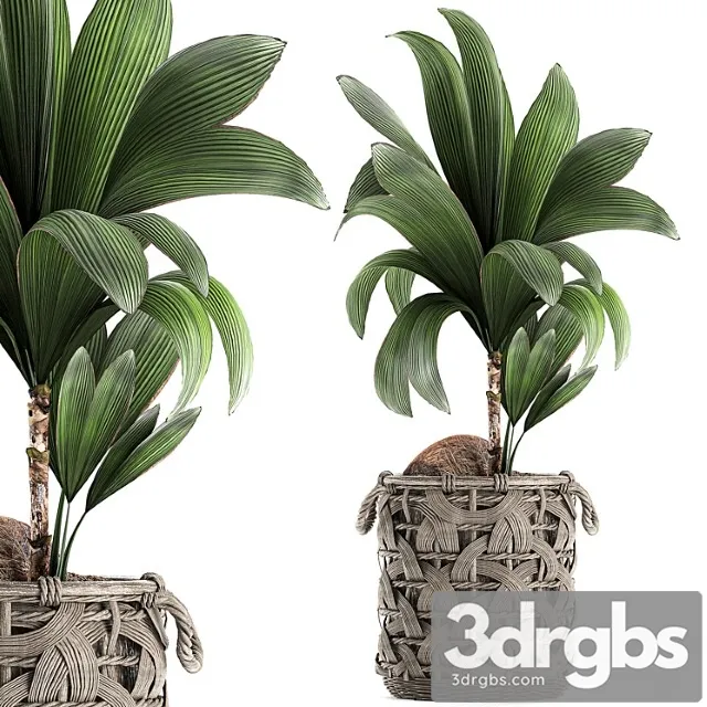 Coconut Newcifera 663 Small Coconut Tree Basket Rattan Wicker Eco Design Natural Decor 3D Model Free