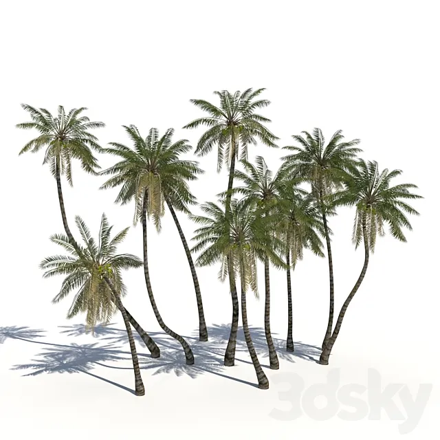 Coconut Palms + animation 3DModel