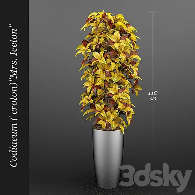 Codiaeum (Croton) Ajston 3DModel