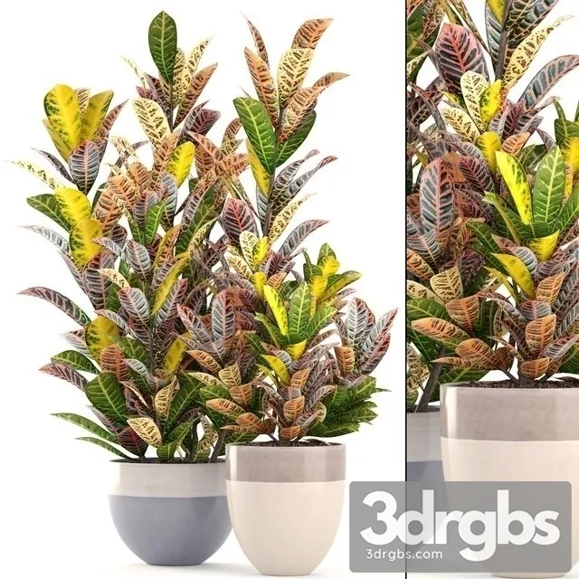 Codiaeum Variegatum 3D Model Free