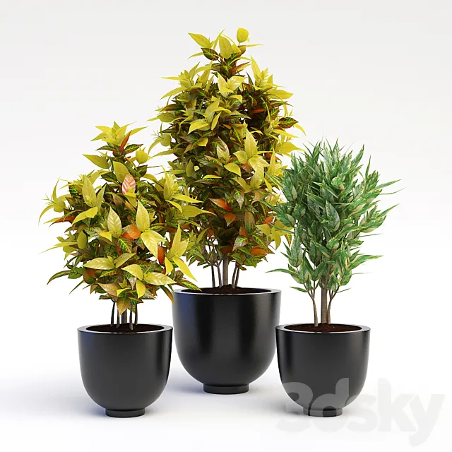 Codiaeum Variegatum 3DModel
