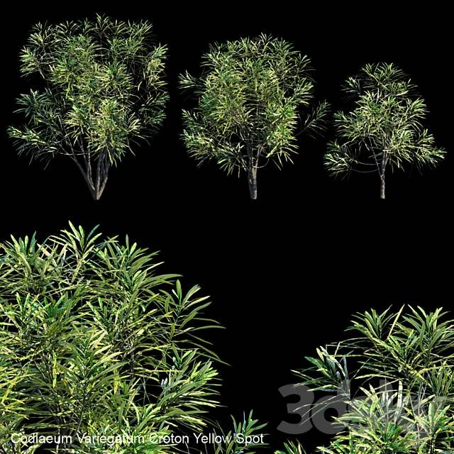 Codiaeum Variegatum Croton Yellow Spot 3D Model
