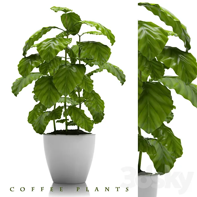 COFFEE PLANTS 24 3DModel