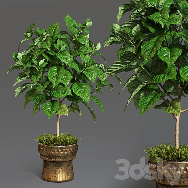 Coffee tree 3DModel