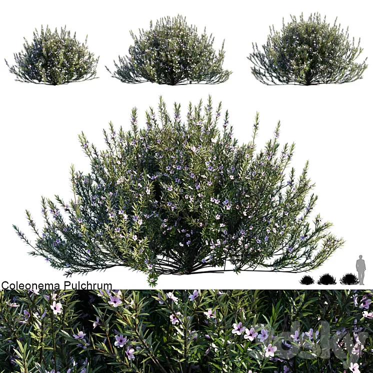 Coleonema Pulchrum | Breath of heaven 3D Model