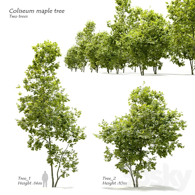 Coliseum maple (Acer cappadocicum) 3D Model