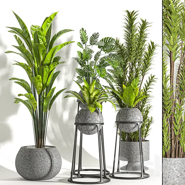 Collaction Indoor plant vol 31 3D Model