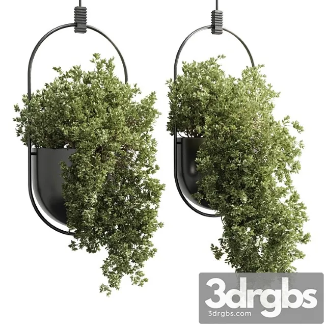 Collection Indoor Outdoor Indoor Plants Hanging Pot 15 Metal Bax Vase Corona 3D Model Free