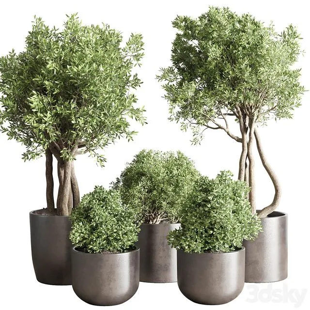 collection Indoor outdoor plant 122 3D Model
