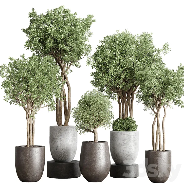 collection Indoor Outdoor plant 126 vase concrete dirty pot tree plant corona 3D Model Free