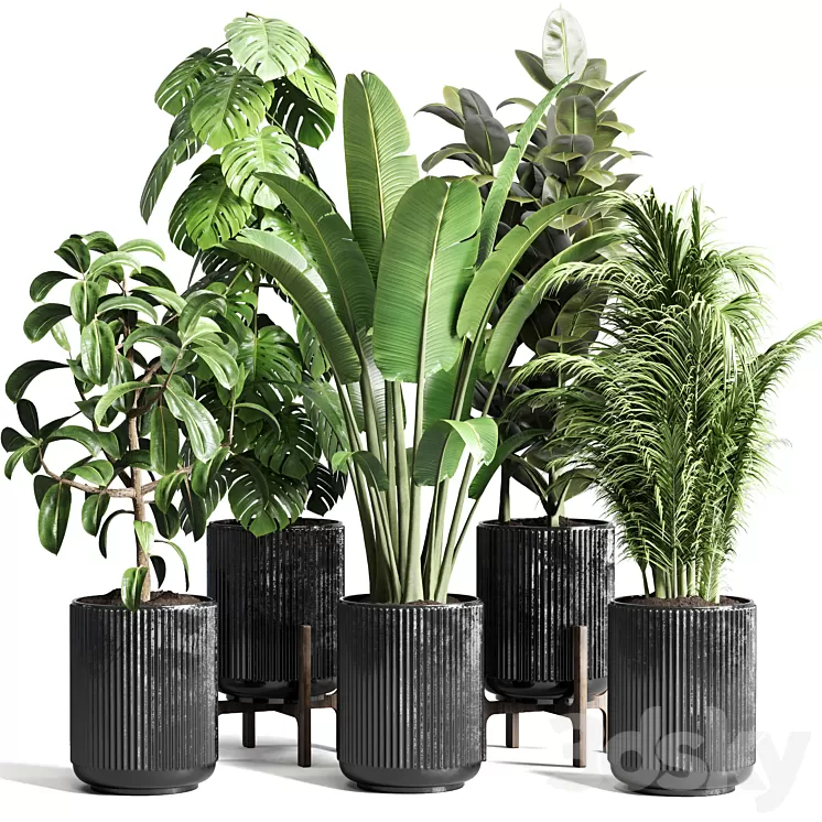 Collection indoor plant 110 pot plant ravenala ficus rubbery monstera palm concrete dirt vase 3D Model Free