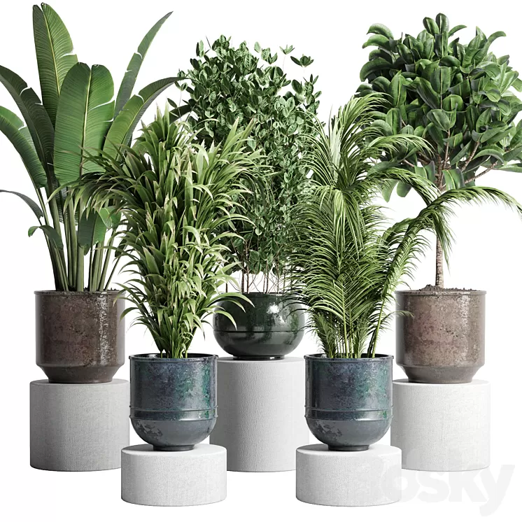 collection Indoor plant 115 metal dirt old vase handmade pot plant ravenala ficus rubbery palm 3D Model Free