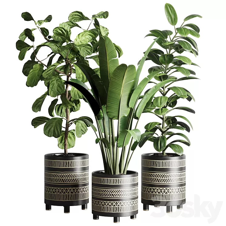 collection Indoor plant 119 plant ravenala ficus rubbery ficus lyrata 3D Model Free