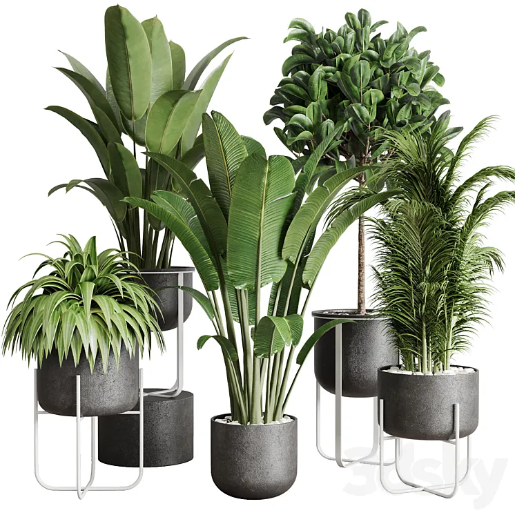 Collection indoor plant 143 plant ravenala ficus rubbery palm stand vase concrete 3D Model Free