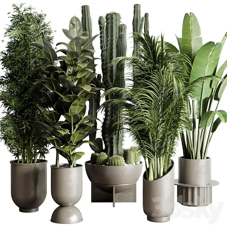 Collection indoor plant 152 ravenala ficus rubbery palm bamboo cactus concrete dirt vase 3D Model