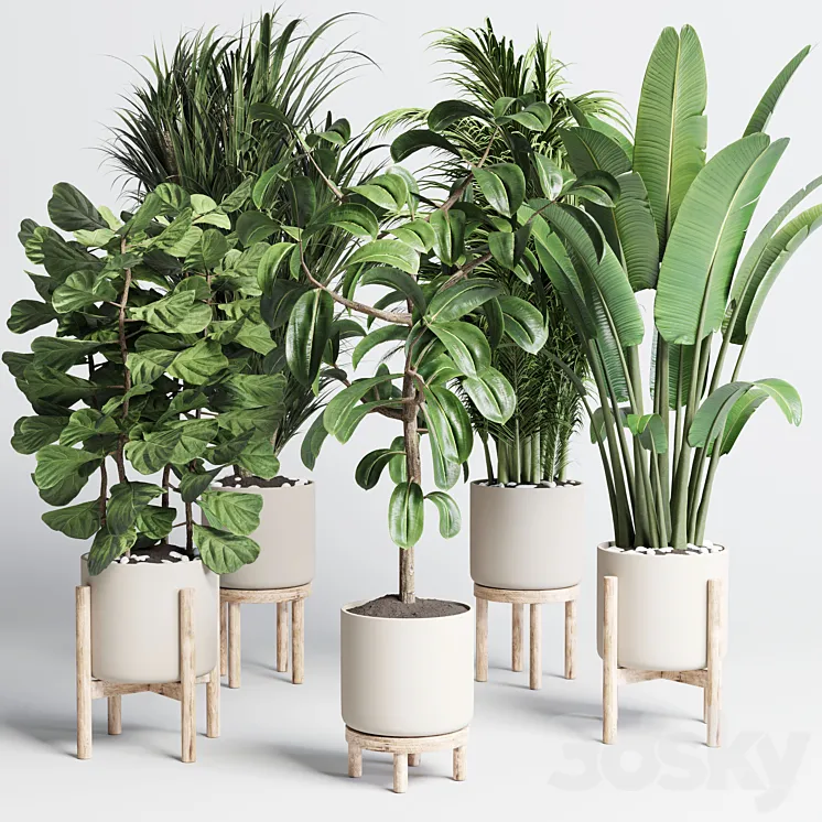 collection indoor plant 155 pot palm ravenala ficus rubbery-lyrata wooden vase 3D Model Free Download