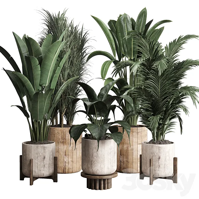 Collection indoor plant 174 pot plant ficus rubbery palm ravenala wooden vase 3D Model