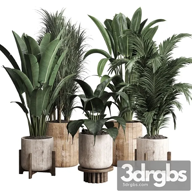 Collection Indoor Plant 174 Pot Plant Ficus Rubbery Palm Ravenala Wooden Vase 3D Model Free