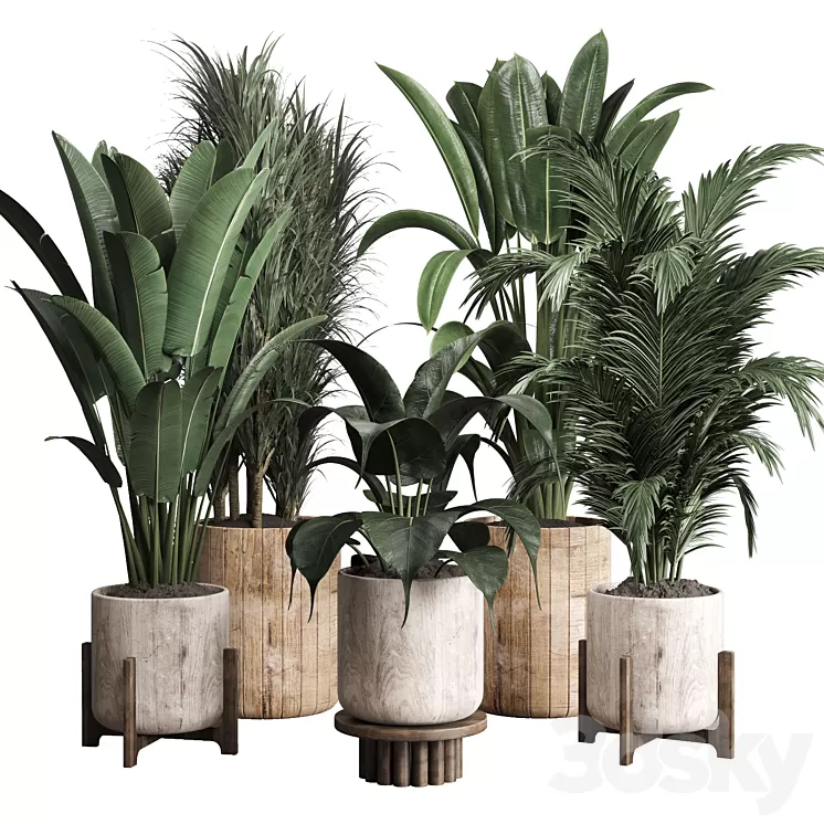 Collection indoor plant 174 pot plant ficus rubbery palm ravenala wooden vase 3D Model Free