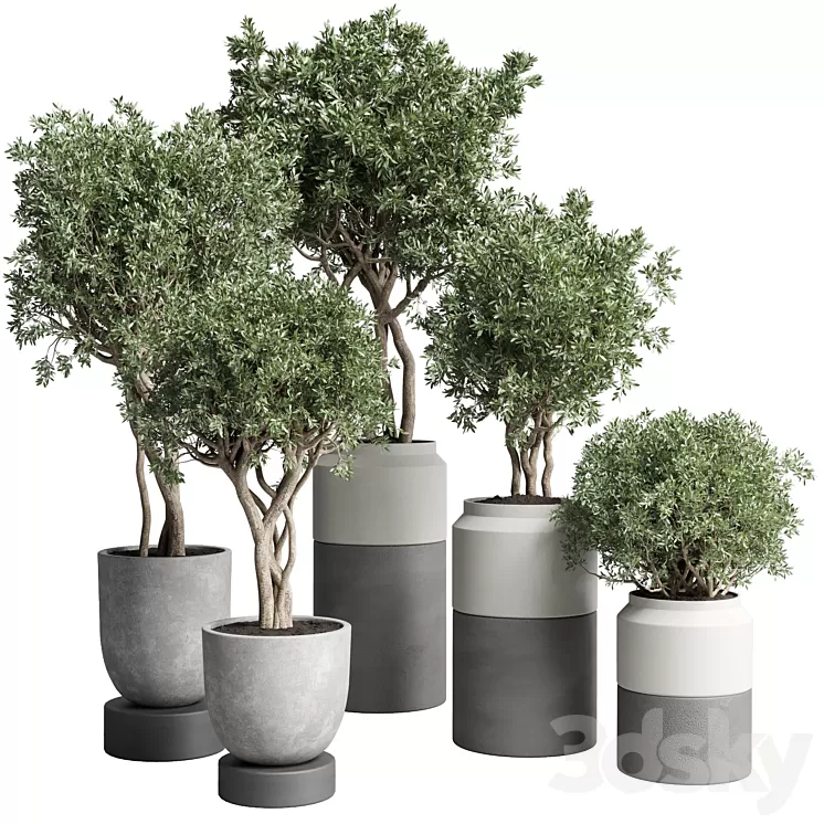 Collection Indoor plant 189 concrete dirt vase pot Tree 3D Model Free