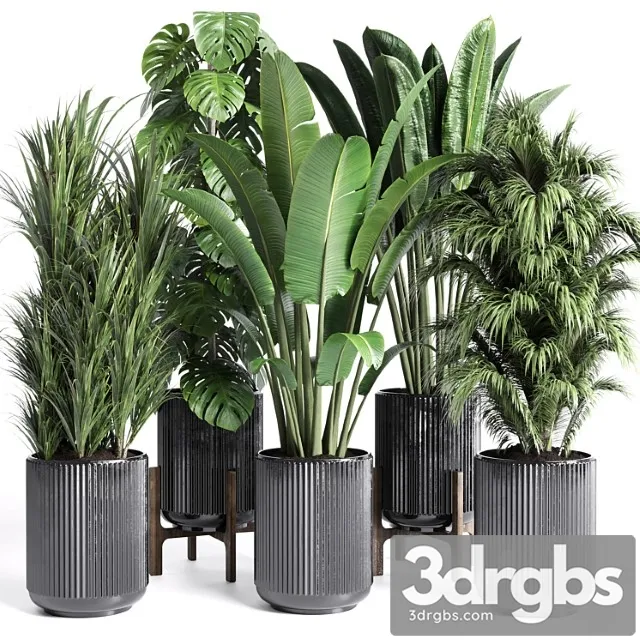 Collection Indoor Plant 201 Plant 3D Model Free