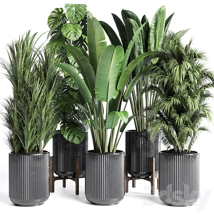 Collection indoor plant 201 plant 3D Model Free