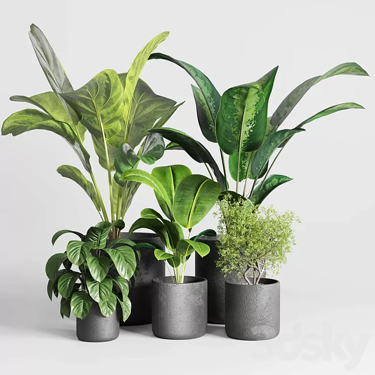 Collection indoor plant 236 plant ficus rubbery ficus lyrata concrete vase 3D Model Free