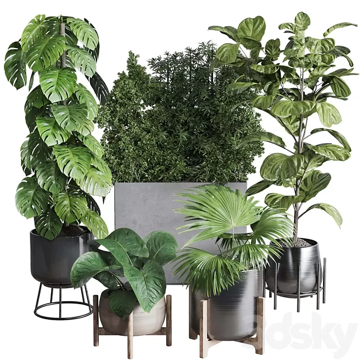 Collection indoor plant 251 ficus lyrata monstera palm in a wooden and metal pot 3D Model Free